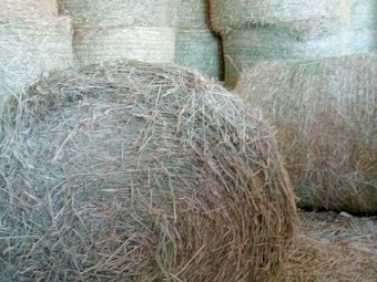 1000 x Rhodes Grass 4x3 Bales