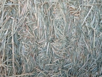 New lot 4/11/24 Rhodes Grass 500kg 8x4x3 Bales