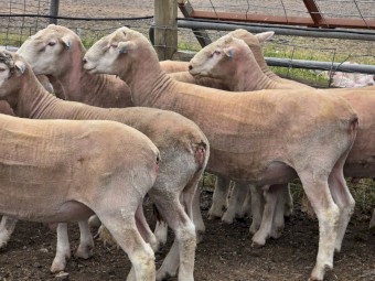 Poll Dorset Rams
