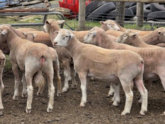 Poll Dorset Rams
