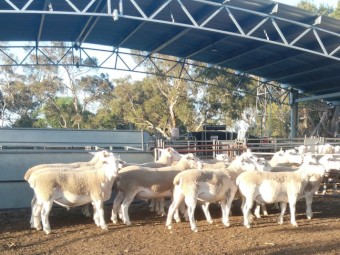 Eyre White / White Suffolk rams 2023 drop