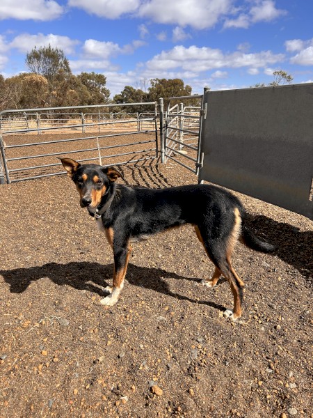 15 Months old. Started in yards. Kelpie x New Zealand heading dog 