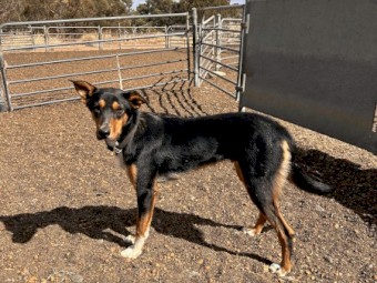 15 Months old. Started in yards. Kelpie x New Zealand heading dog 