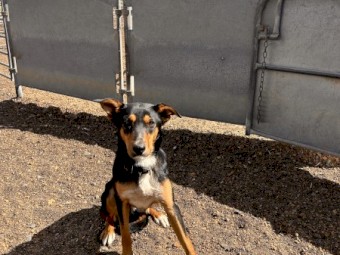 15 Months old. Started in yards. Kelpie x New Zealand heading dog 