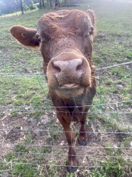 Drought Master Romeo 