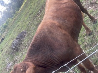 Drought Master Romeo 