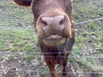 Drought Master Romeo 