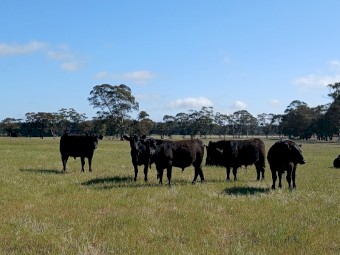 Pure Angus Bulls 