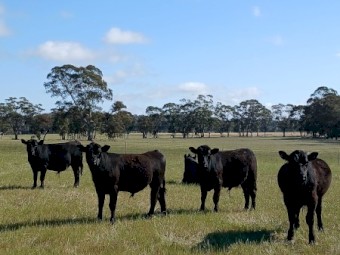 Pure Angus Bulls 