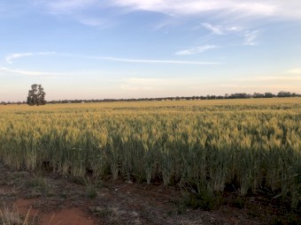 23mt Gregory Wheat Seed