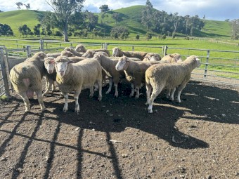 Poll Dorset Rams for sale