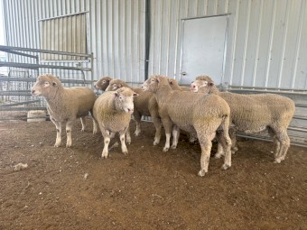 Poll Dorset Rams