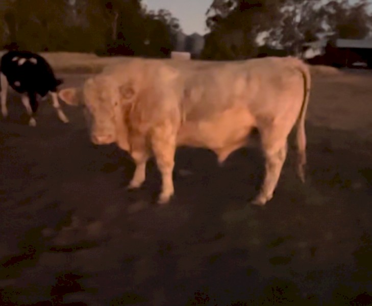 SOLD Charolais Bulls 4 year old. 