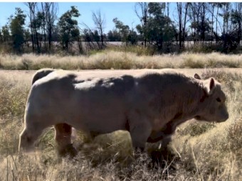 SOLD Charolais Bulls 4 year old. 