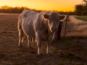 SOLD Charolais Bulls 4 year old. 