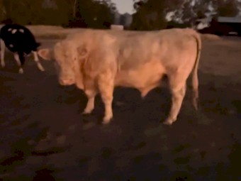 SOLD Charolais Bulls 4 year old. 