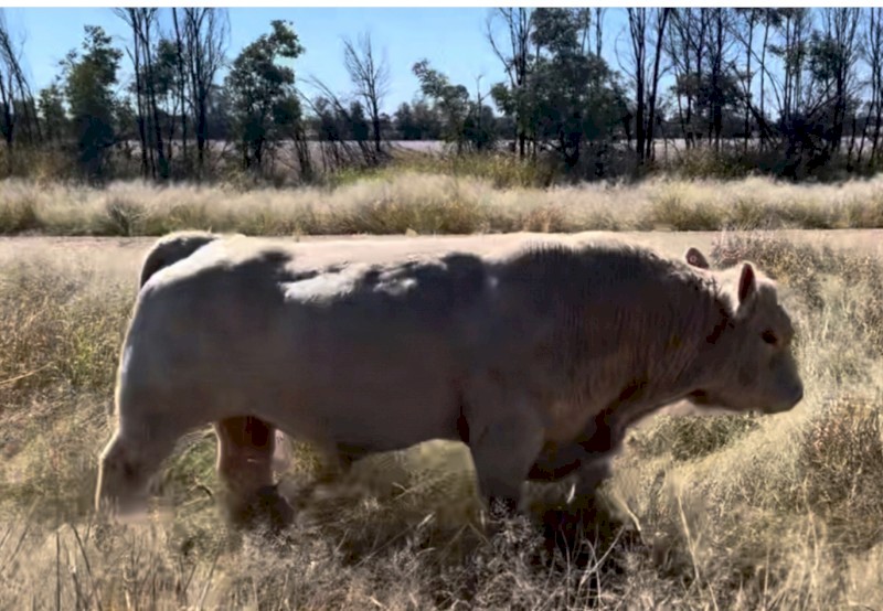 Charolais Bulls 4 year old