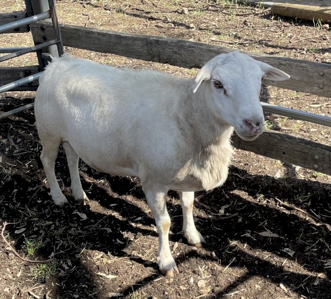 Aussie White Ram
