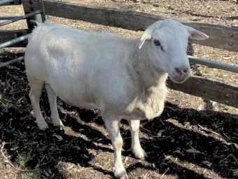 Aussie White Ram