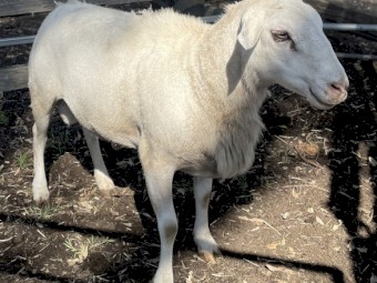 Aussie White Ram
