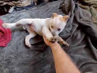 Stumpy tail red cattle dog 
