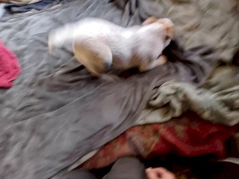 Stumpy tail red cattle dog 