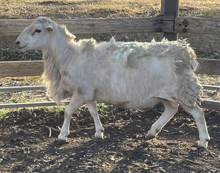 Aussie White Ram