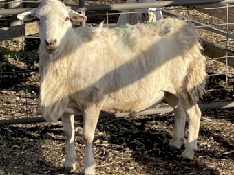 Aussie White Ram