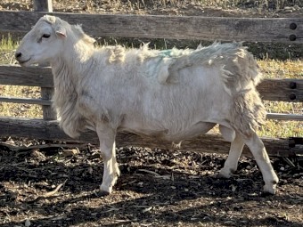 Aussie White Ram