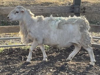 Aussie White Ram