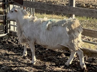 Aussie White Ram