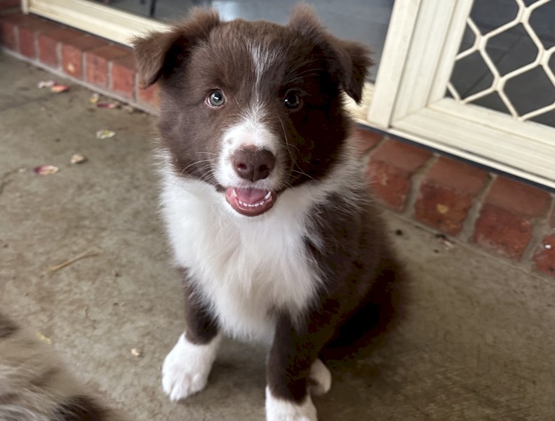 Purebred Border Collies 