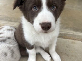 Purebred Border Collies 