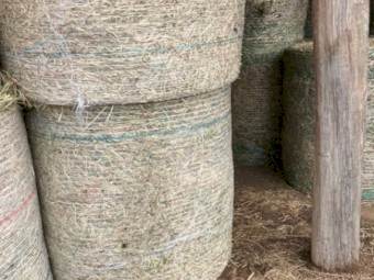 Shedded 4^4 Freshly cut Oaten Hay