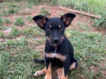 Kelpie puppies 
