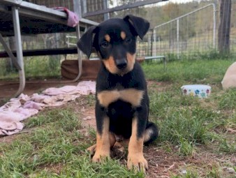 Kelpie puppies 