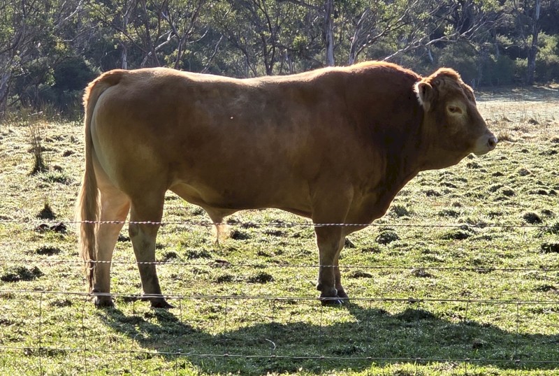 Blonde d'Aquitaine Stud Bull