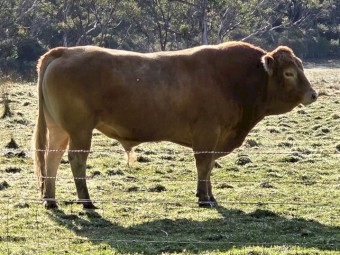 Blonde d'Aquitaine Stud Bull