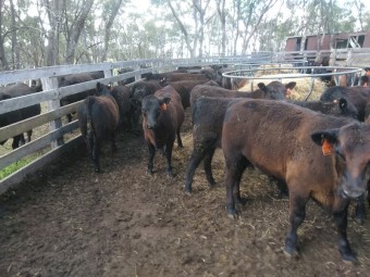 Angus steer weaners