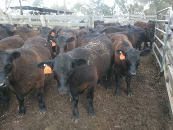 Angus steer weaners