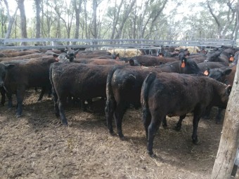 Angus steer weaners