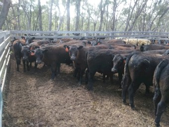 Angus steer weaners