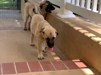 Turkish Kangal puppies for sale