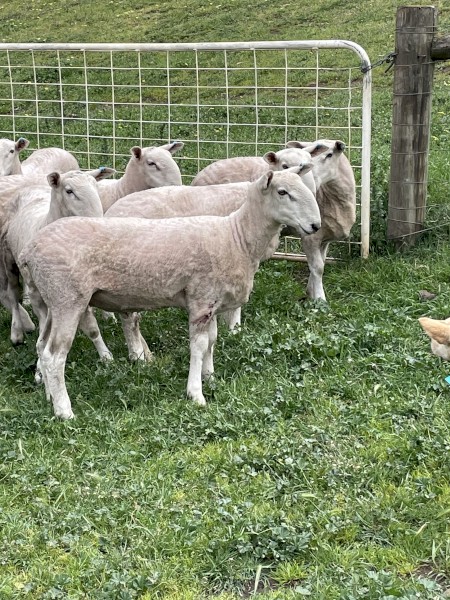 2023 border Leicester rams for sale
