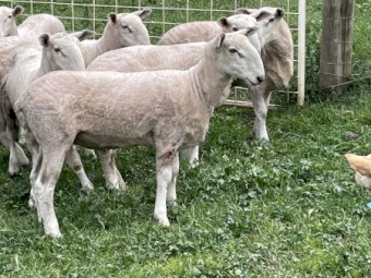2023 border Leicester rams for sale 