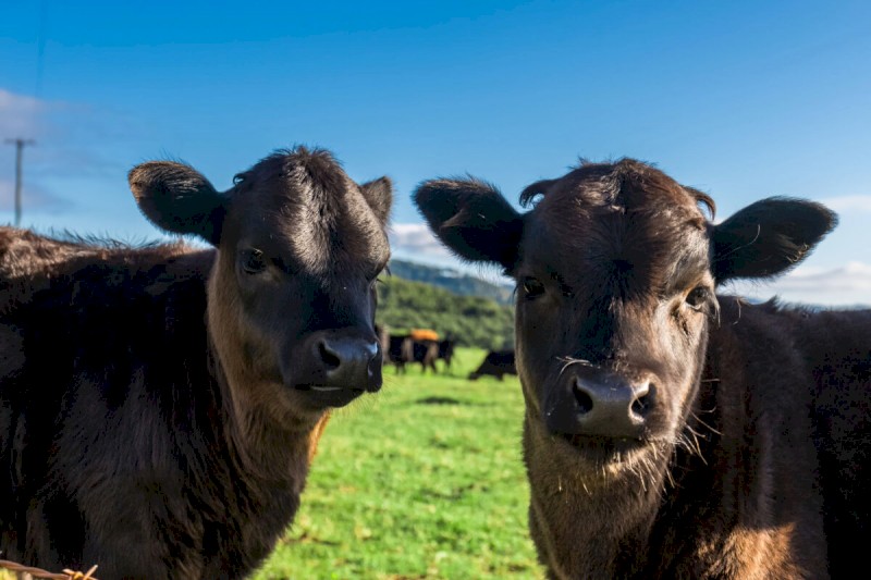 Dexter Cattle, Heritage Breed Pigs For Sale - NSW