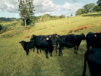 Dexter Cattle, Heritage Breed Pigs For Sale - NSW