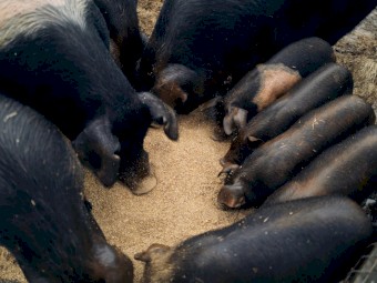 Dexter Cattle, Heritage Breed Pigs For Sale - NSW