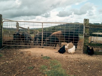 Dexter Cattle, Heritage Breed Pigs For Sale - NSW