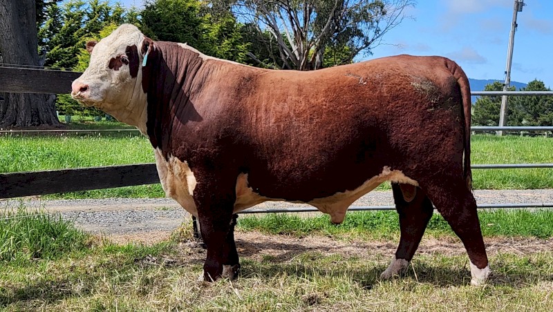 Poll Hereford Stud Bull